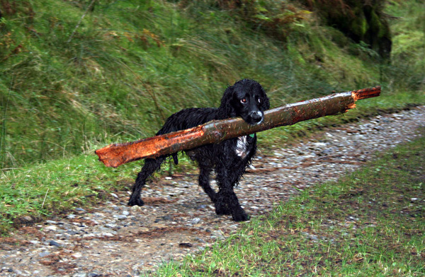 daft dog - miscellaneous