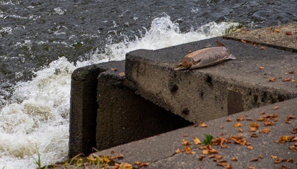 Leaping Salmon at Shrewsbury weir - miscellaneous