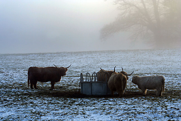 highland cattle perth