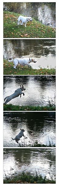 super dog - miscellaneous