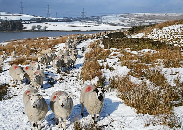 followed by sheep - miscellaneous