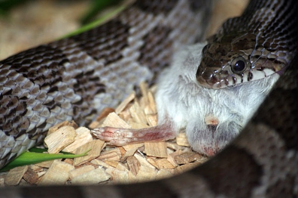 tea time - miscellaneous