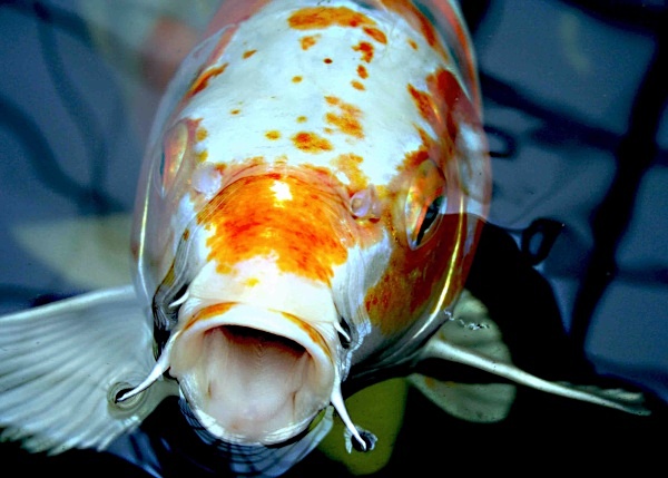 koi carp