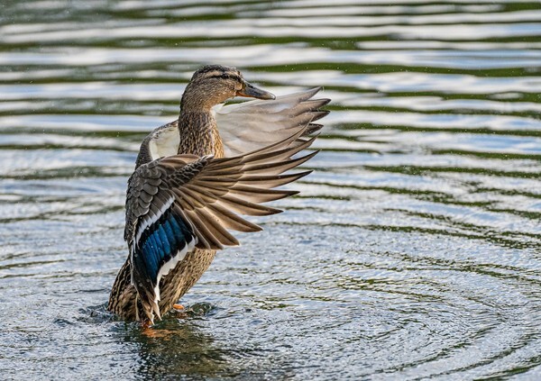 Rhodes Woods - miscellaneous