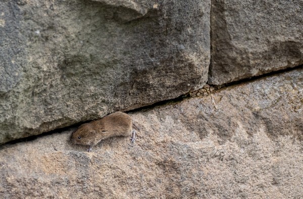 Little Shrew - miscellaneous