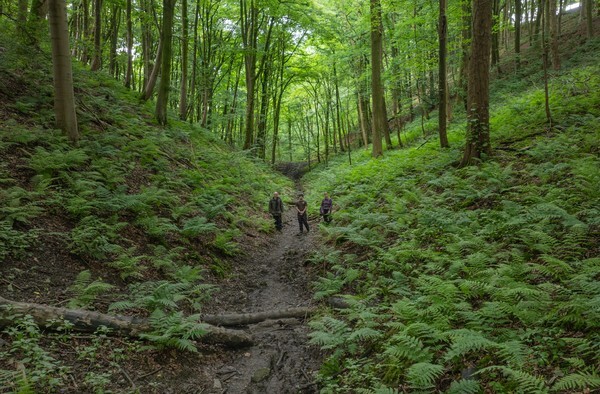 Sheldon - Landscapes