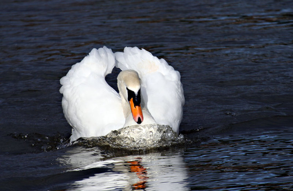 swan river severn shrewsbury