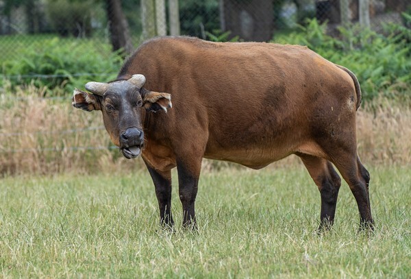 Woburn Safari Park - miscellaneous