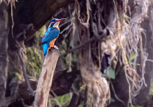 Rhodes Woods - miscellaneous