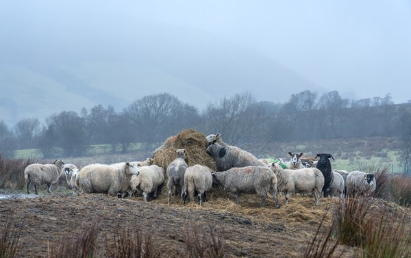 Howgill Fells - Landscapes