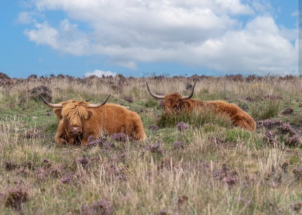 Dartmoor - Landscapes