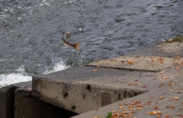 Leaping Salmon at Shrewsbury weir - miscellaneous