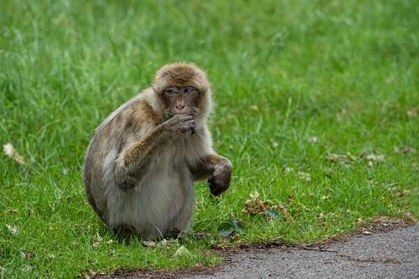 Woburn Safari Park - miscellaneous
