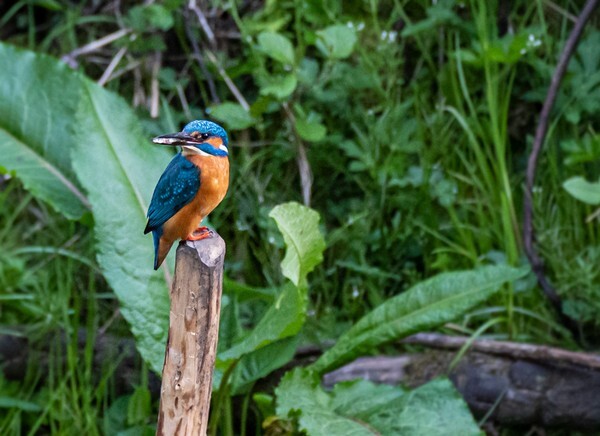 Rhodes Woods - miscellaneous