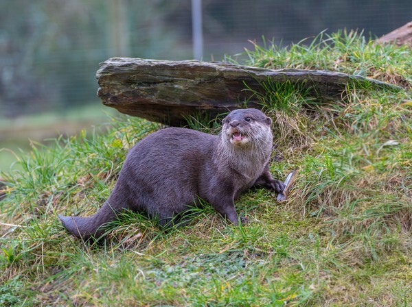 Martin Mere - miscellaneous