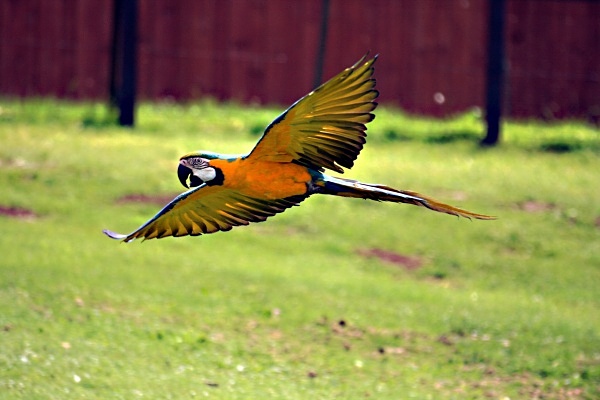 welsh mountain zoo parrot - miscellaneous