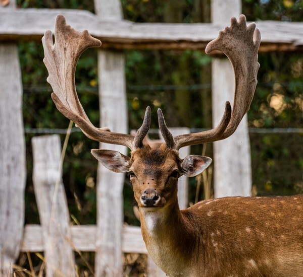 Charlecote Manor - miscellaneous