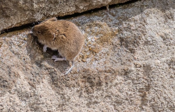 Little Shrew - miscellaneous