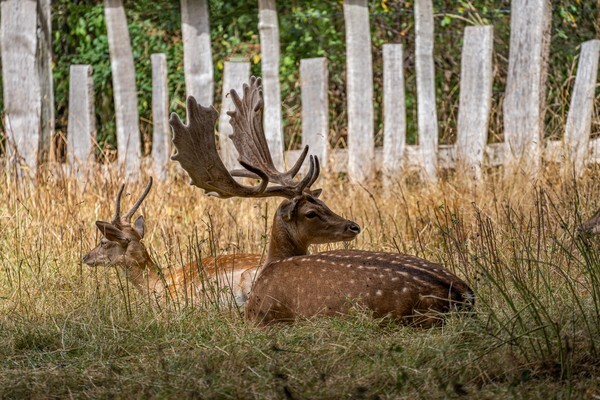 Charlecote Manor - miscellaneous