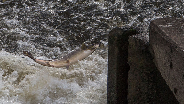 Sydney Avenue Weir - A Walk Around Shrewsbury