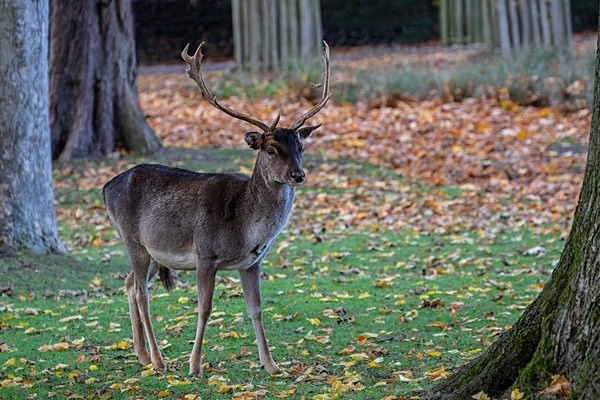 Dunham Massey Deer - miscellaneous