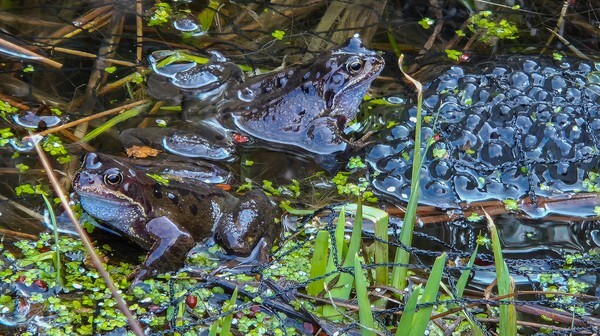 Frogs - miscellaneous