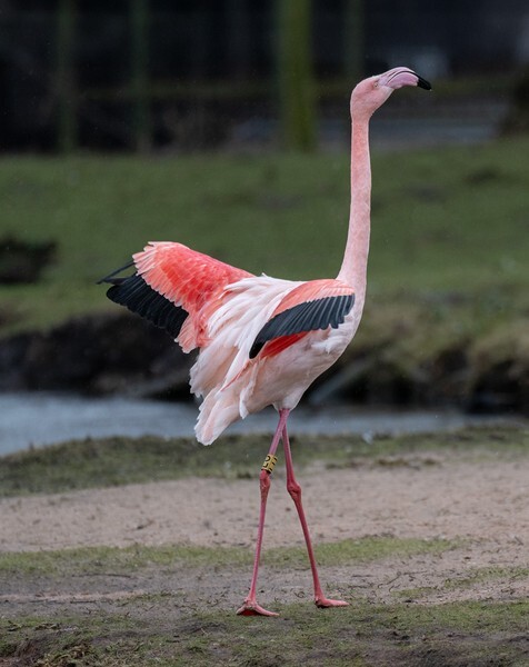 Martin Mere - miscellaneous