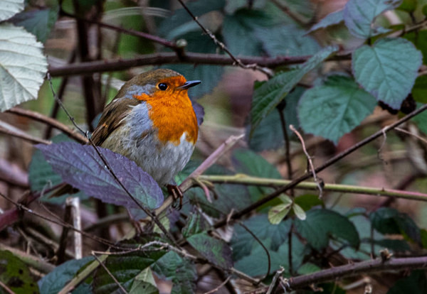 Little Robin - miscellaneous
