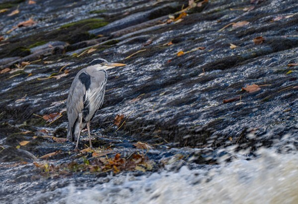 Mr Heron - miscellaneous