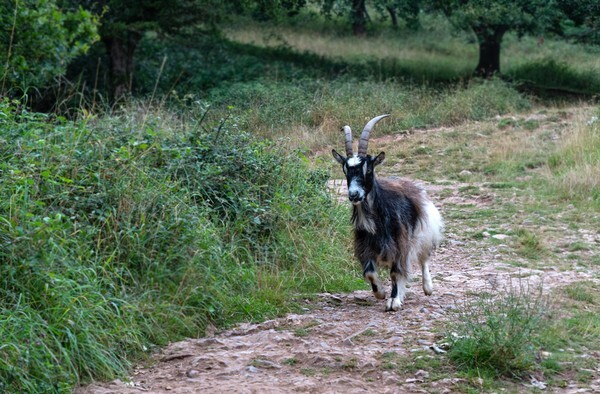 Somerset - miscellaneous