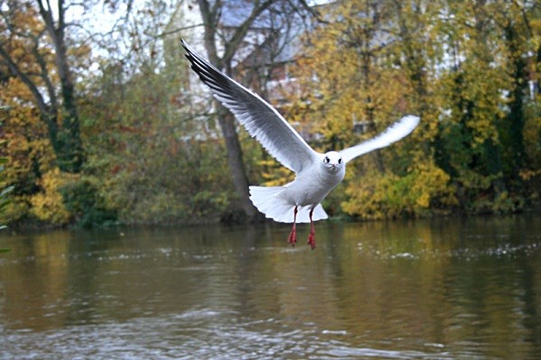 ompulsory seagull shot - miscellaneous