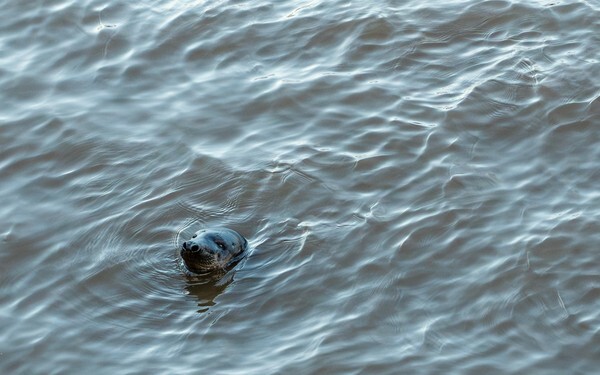 Mersey Seal - miscellaneous