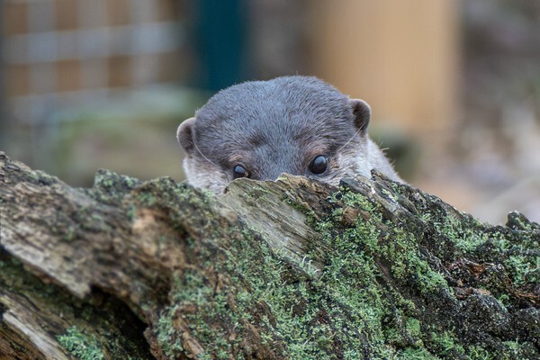 Martin Mere - miscellaneous