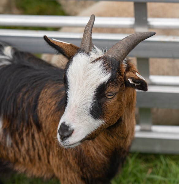 Hodder Show - miscellaneous