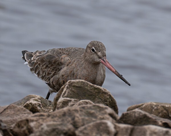 Martin Mere - miscellaneous