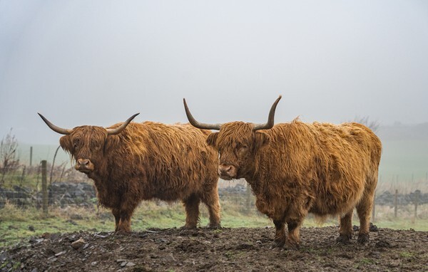 Carbrook - Landscapes