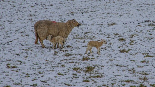 Winter Lambs - miscellaneous