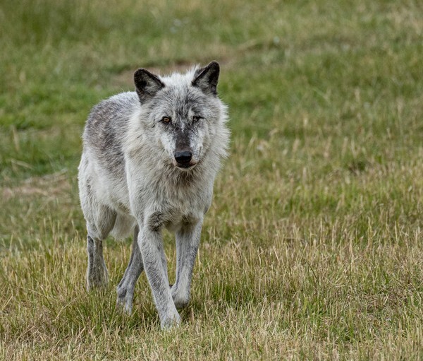 Woburn Safari Park - miscellaneous