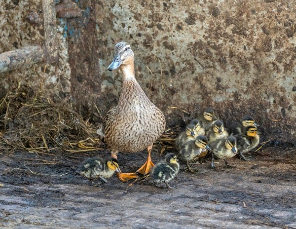 Forest of Bowland - miscellaneous