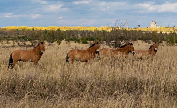 Wild Horses - Chernobyl, Pripyat & Duga Radar