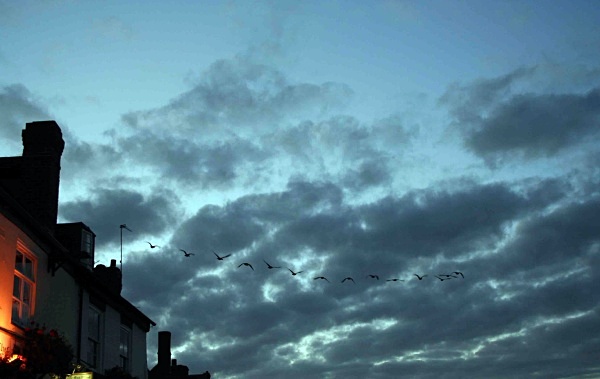 geese - miscellaneous