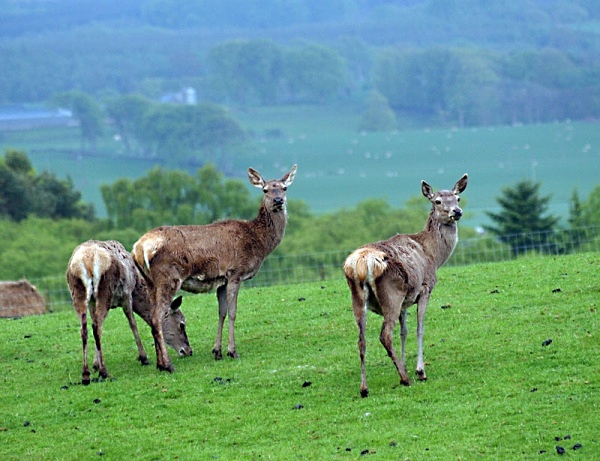 deer - miscellaneous