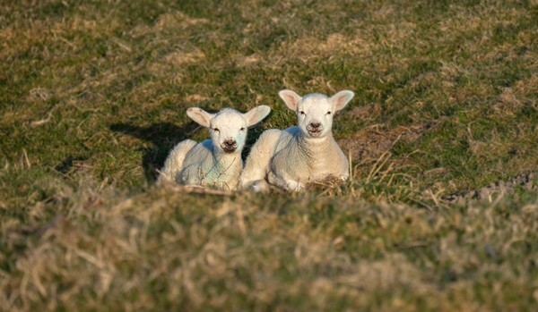 Forest of Bowland - miscellaneous