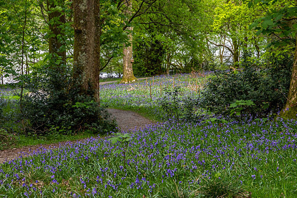 Holmewood - Landscapes