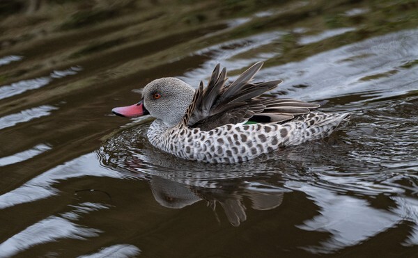 Martin Mere - miscellaneous