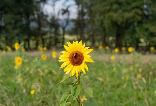Forest of Bowland - miscellaneous