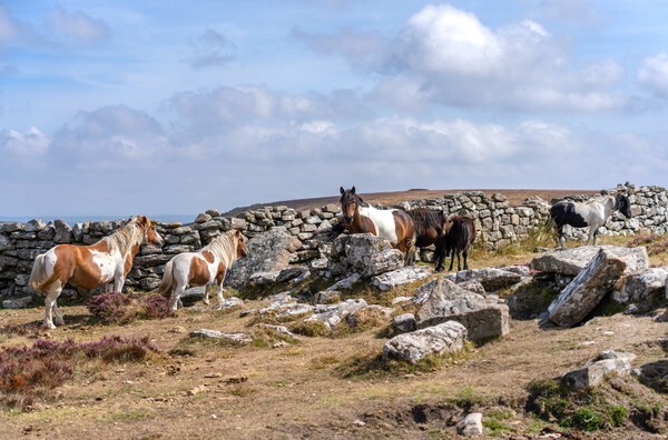 Dartmoor - Landscapes