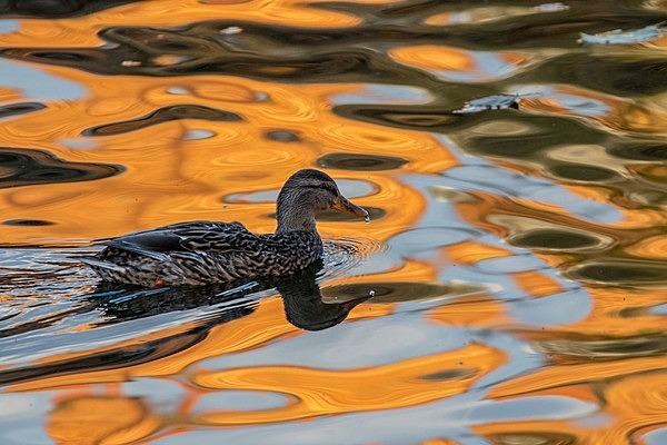 Autumn Colors - miscellaneous