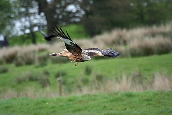 gigrin farm wales red kite bird of prey