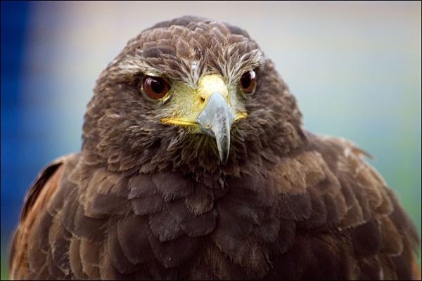 dolly bird 1 - miscellaneous